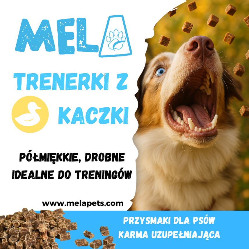 Trenerki z kaczki