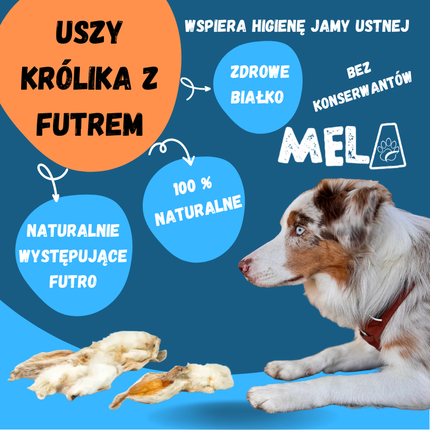 Uszy królika